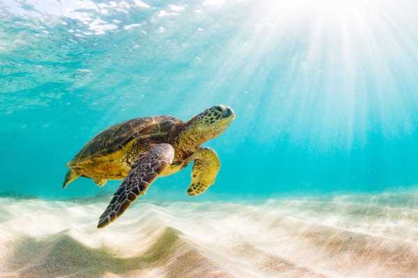 Hawaii Cruise