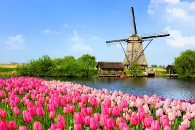 Tulip Season: Holland & Belgium discovery